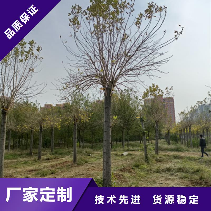 法桐国槐的简单介绍