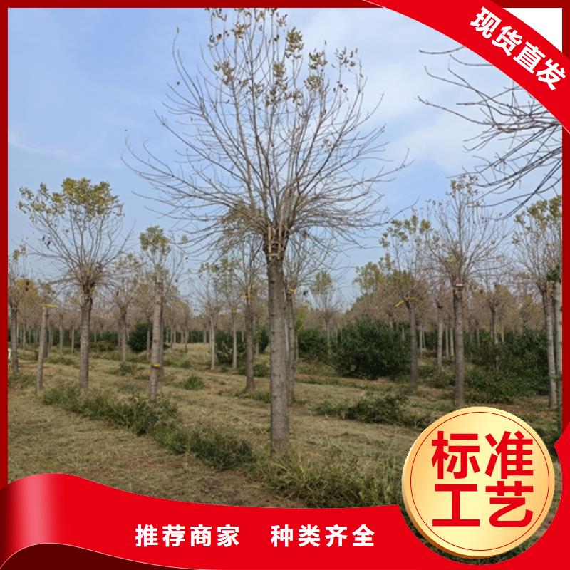 速生法桐-速生法桐专业厂家