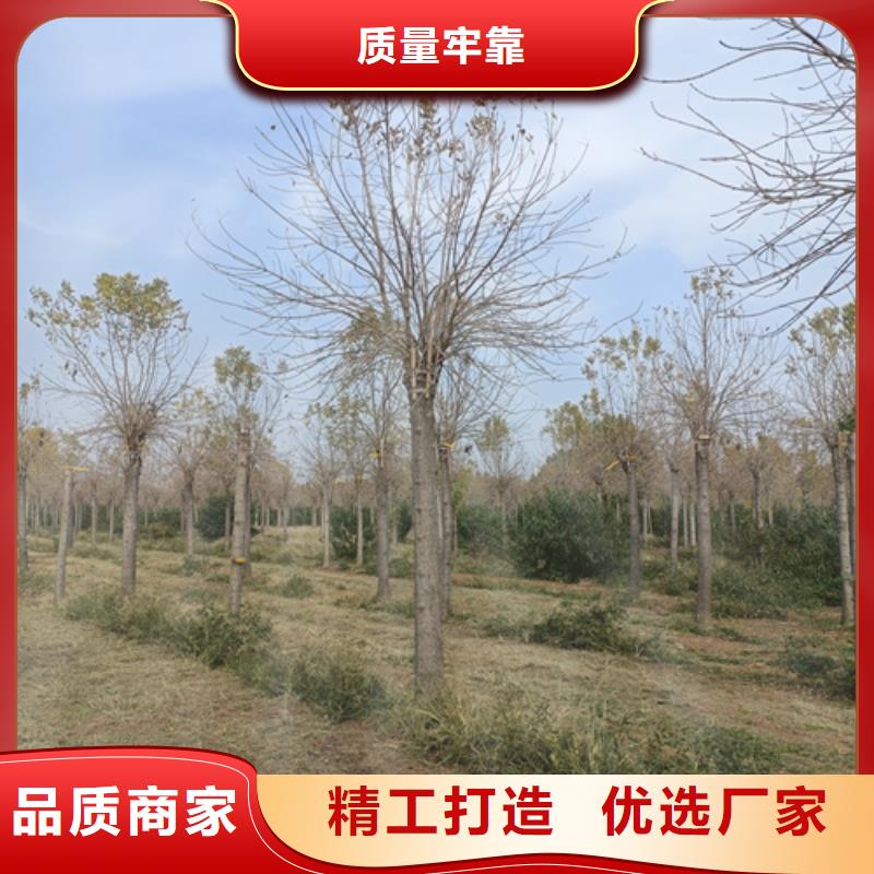 法桐品质商家