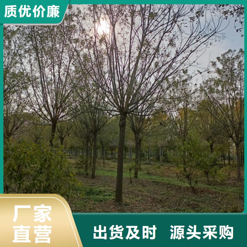 经验丰富的法桐行情基地