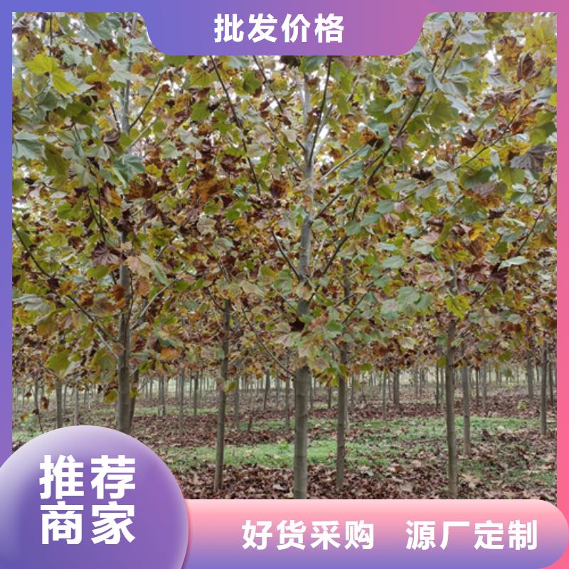 法桐秋紫白蜡您身边的厂家