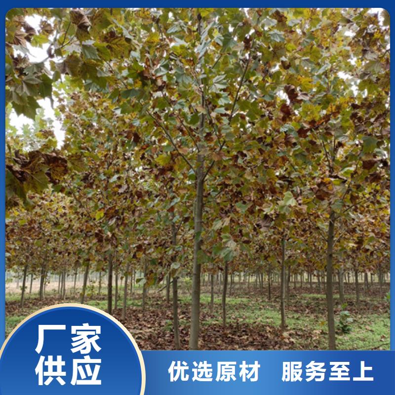 法桐小苗畅销全国绿化乔木