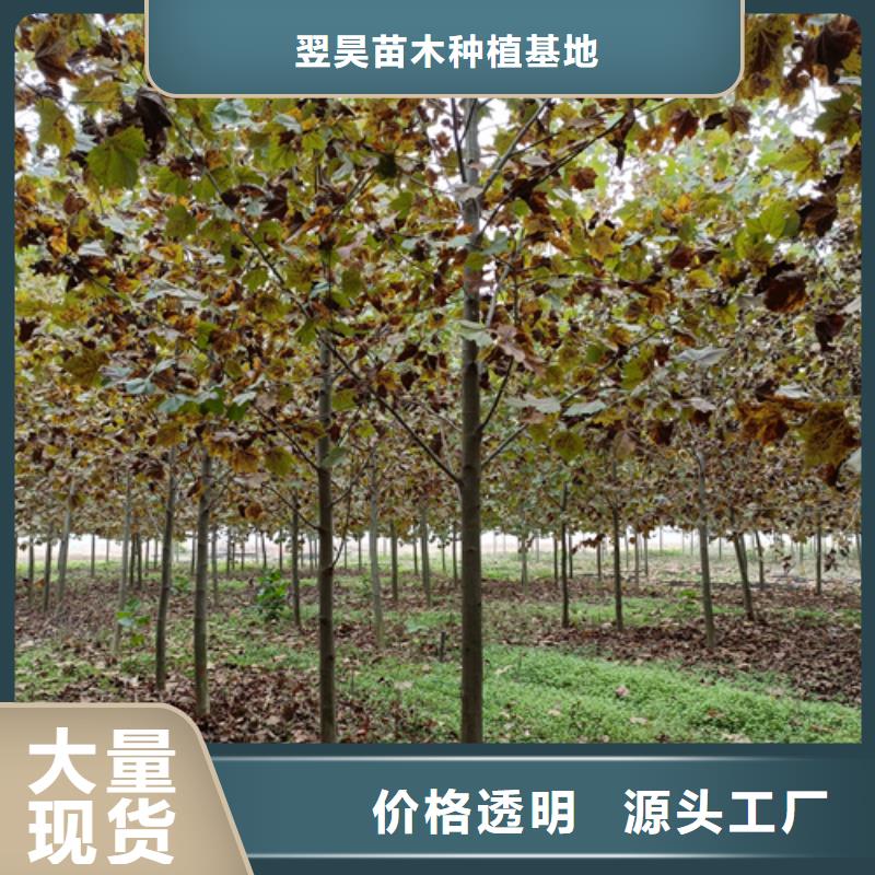 法桐价格承诺守信绿化苗木