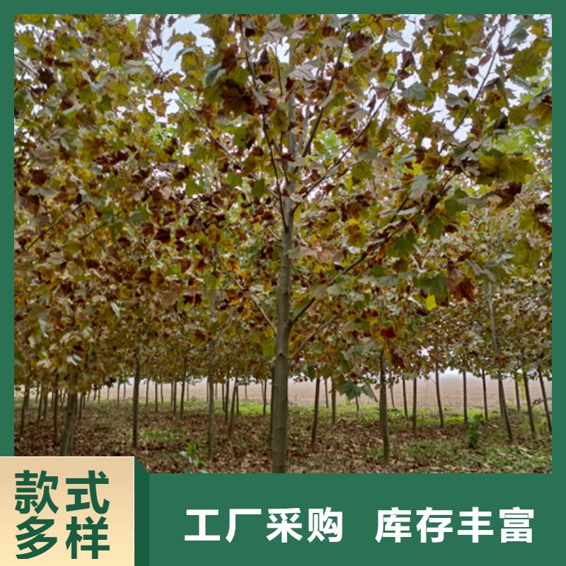 法桐小苗货源充足绿化乔木