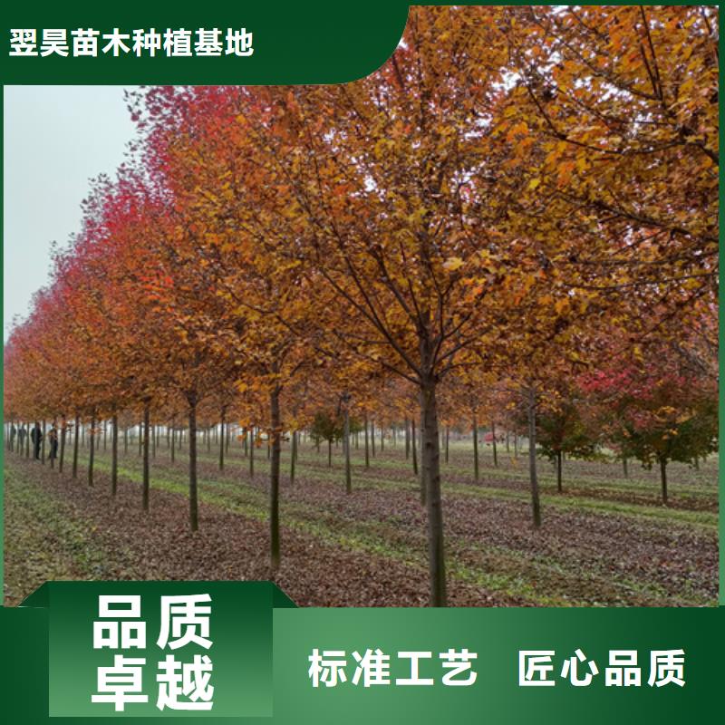 法桐小苗生产厂家-型号齐全
