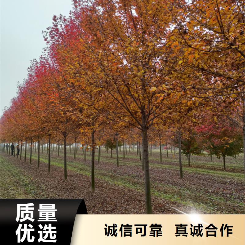 法桐基地物超所值