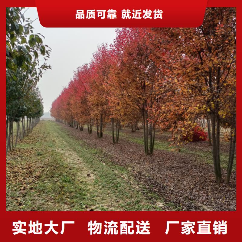 优质法桐小苗的厂家