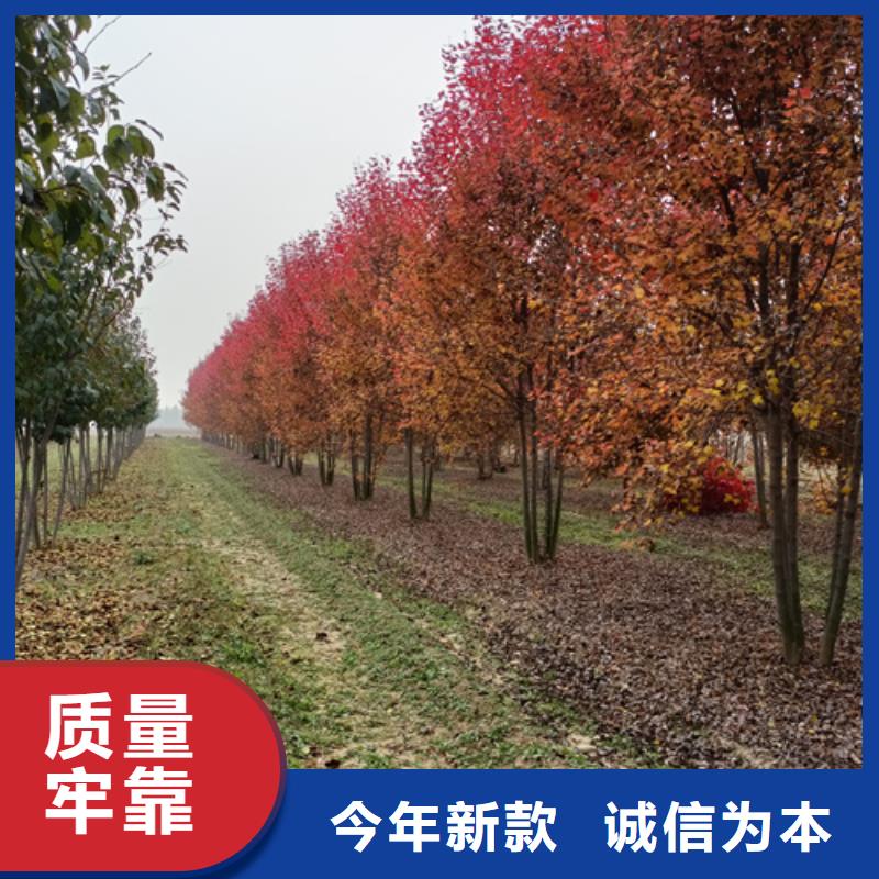 法桐小苗质量放心绿化乔木