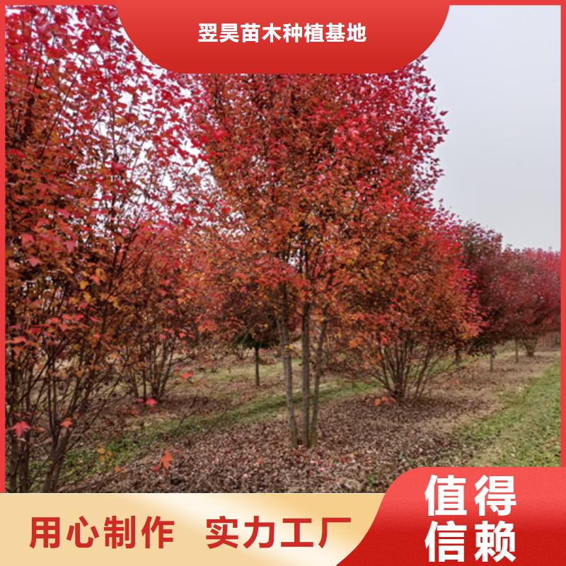 法桐价格价格合理苗木基地
