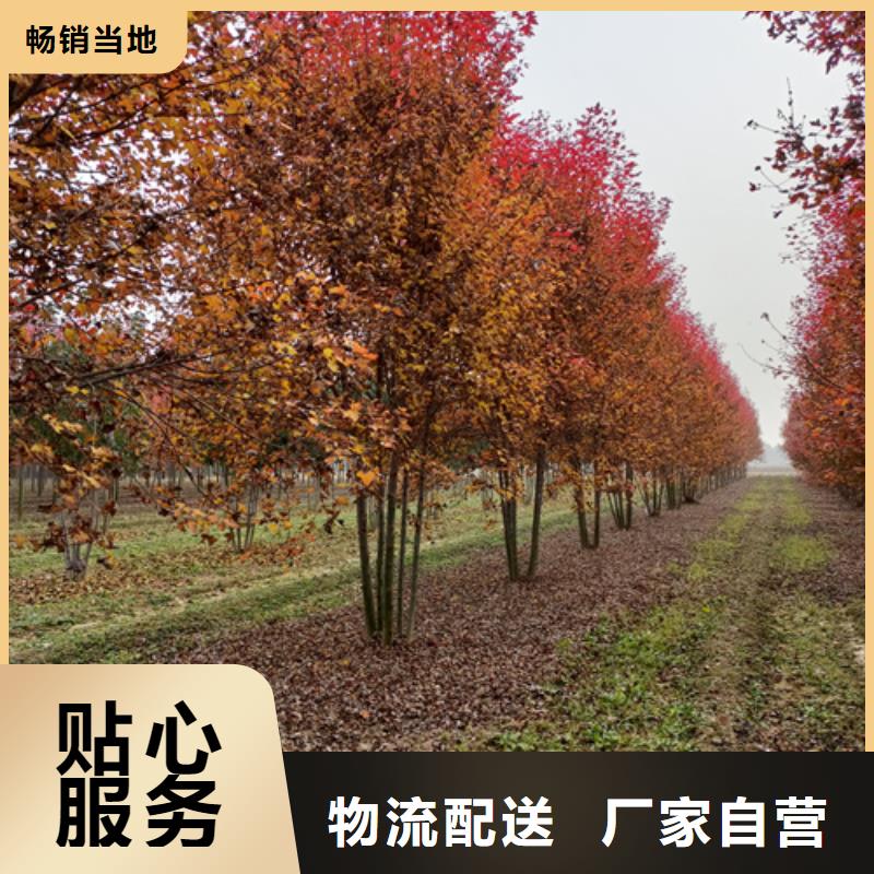 法桐-法桐供应商