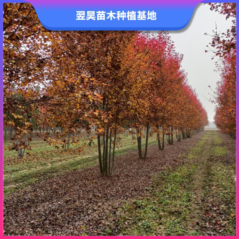 法桐小苗让利新老客户