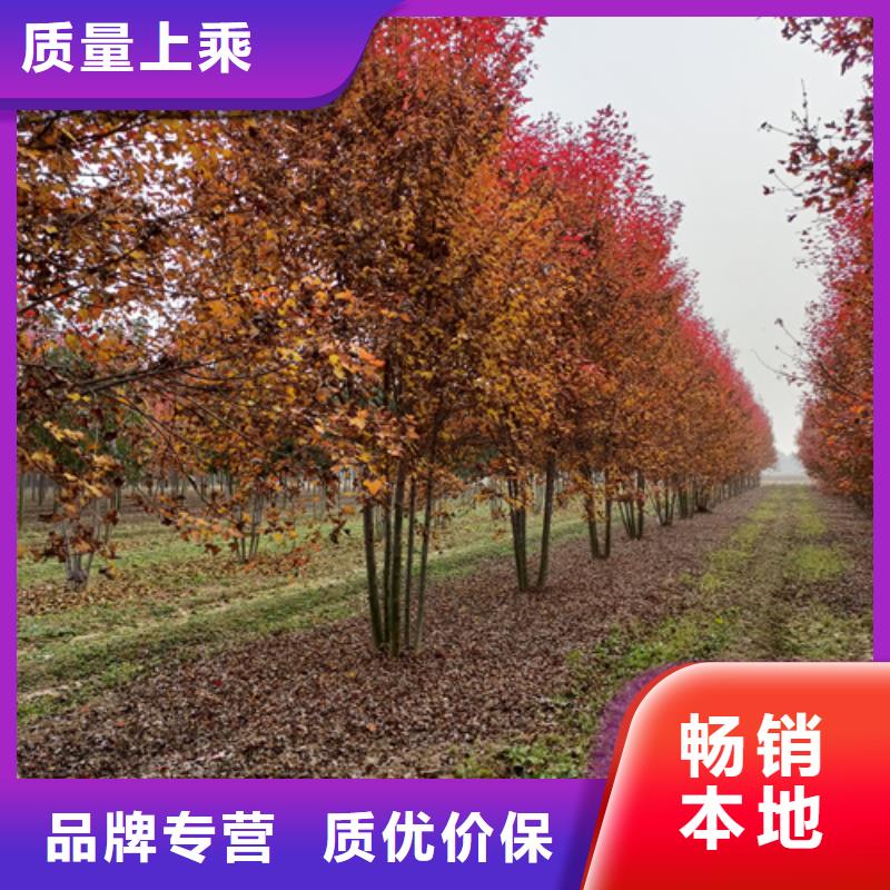 法桐价格诚信企业绿化苗木