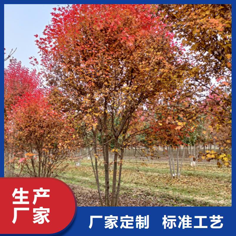 法桐小苗售后服务好
