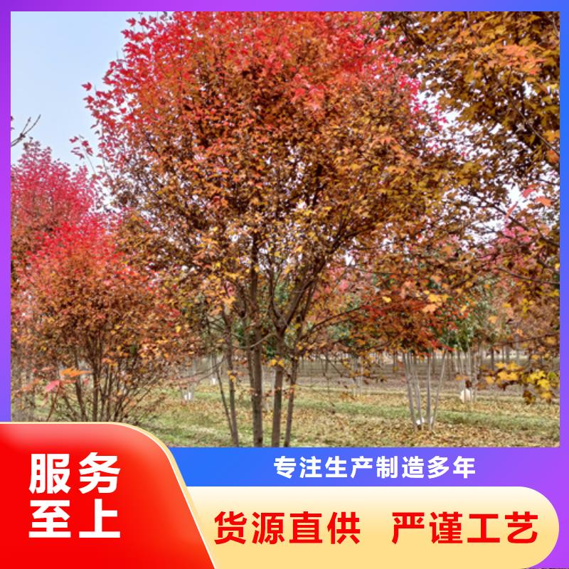 法桐北京栾N年专注