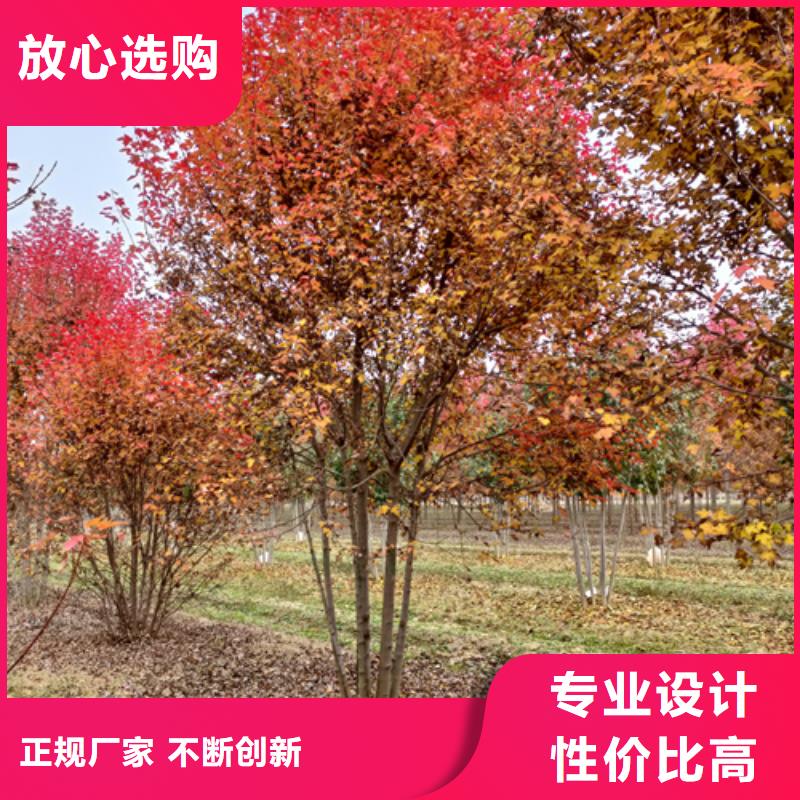 法桐小苗种植基地绿化乔木