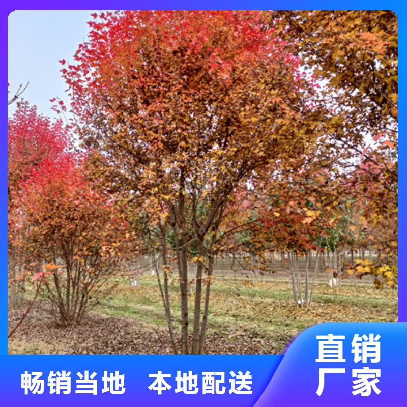 法桐小苗种植基地苗木基地