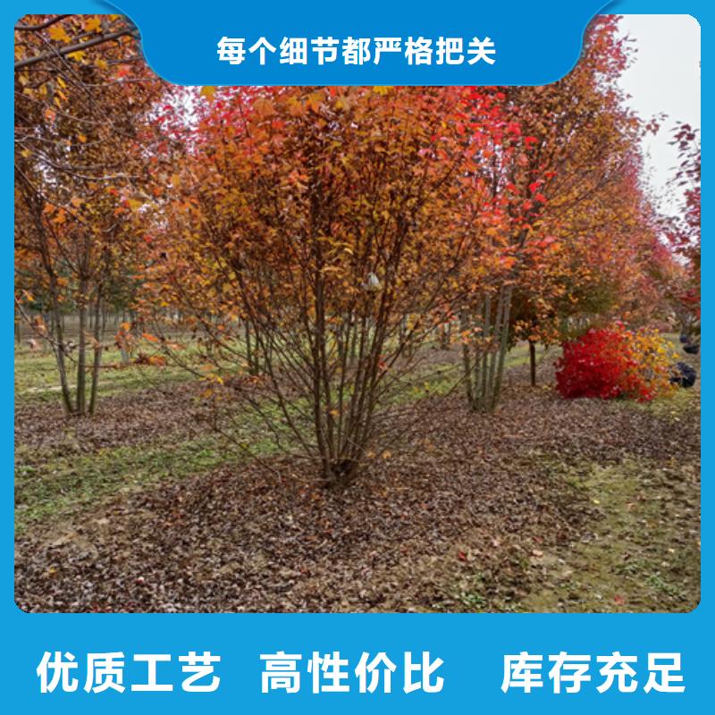 优选：造型法桐