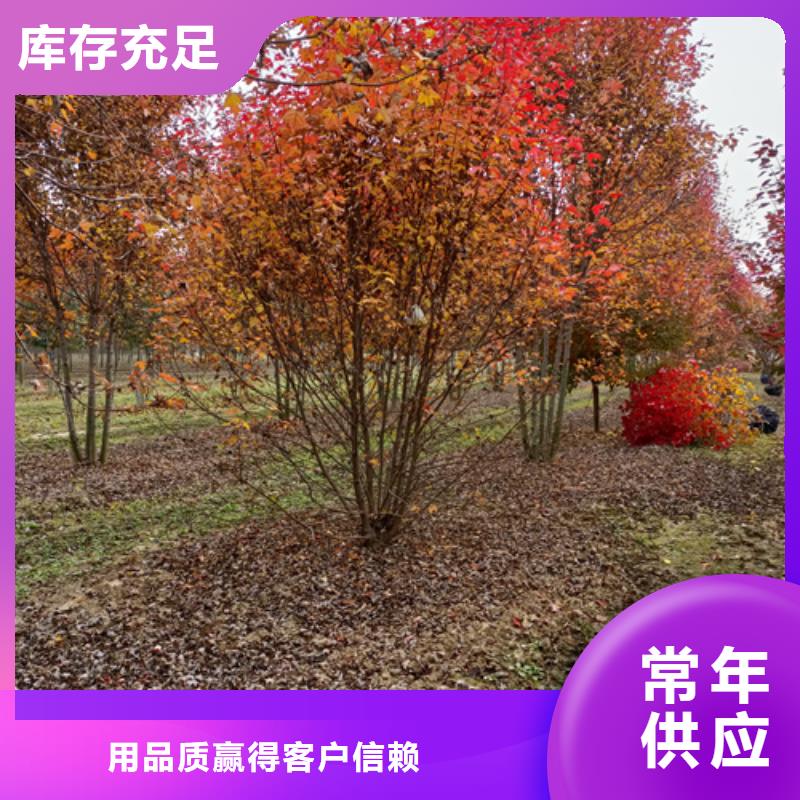 法桐价格货源充足绿化苗木