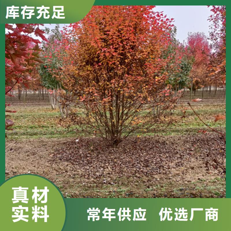 质量可靠的法桐行情厂家