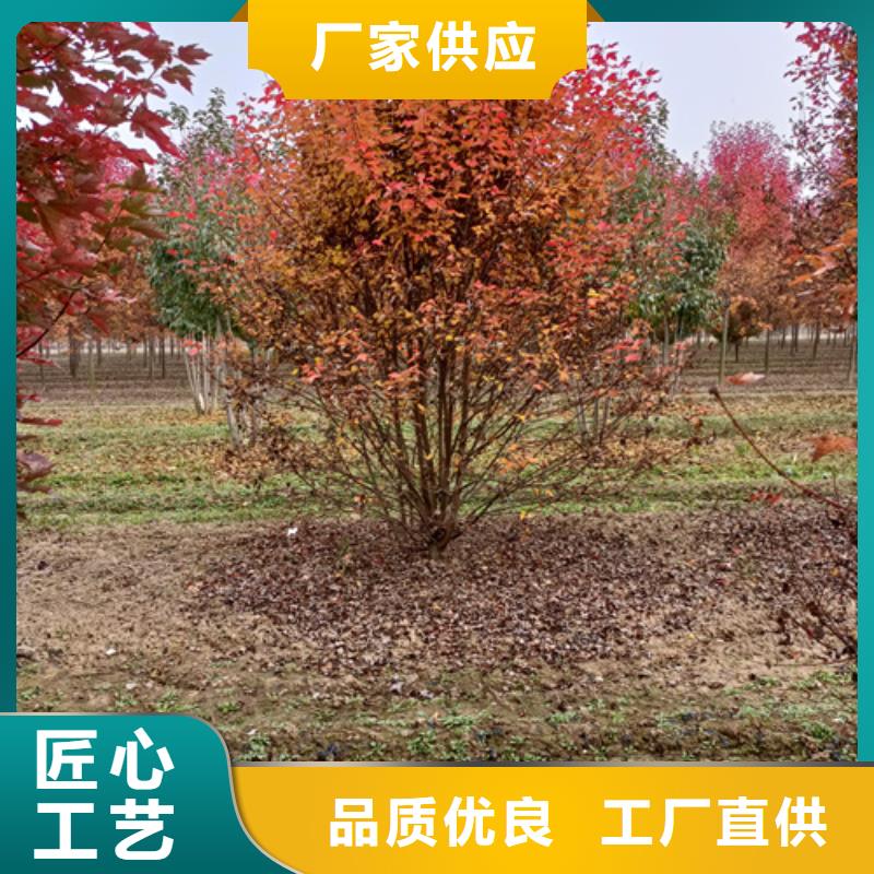 法桐小苗种植基地苗木基地