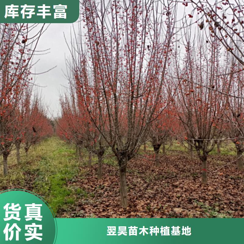造型法桐货源充足绿化苗木