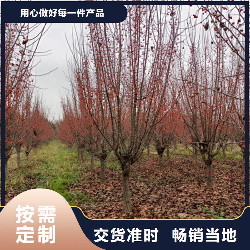法桐行情生产厂家-批发