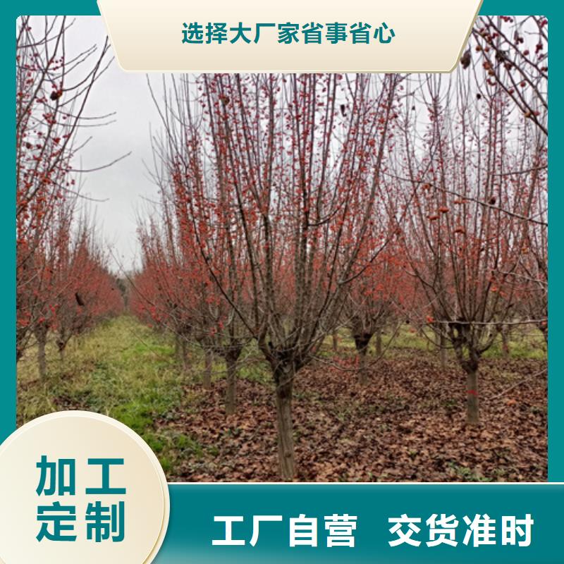 法桐厂家-规格全