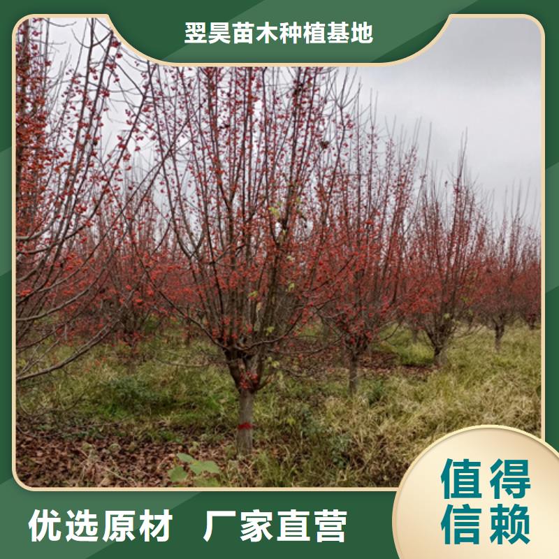 法桐厂家可开票