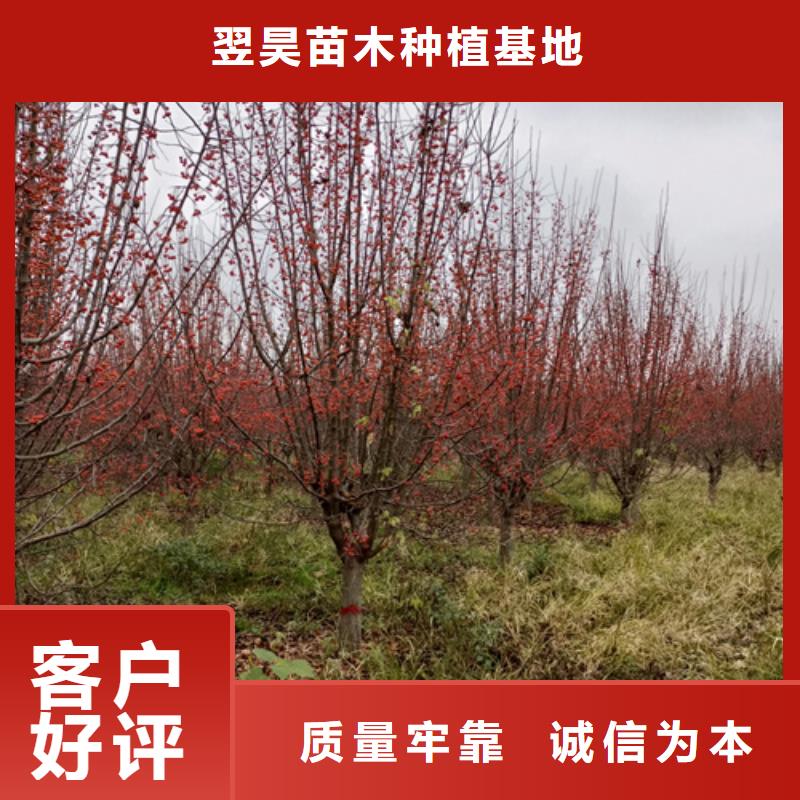 质优价廉的法桐小苗经销商