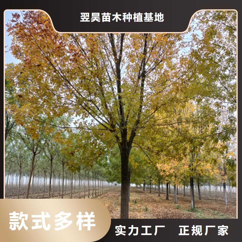法桐哪里有卖