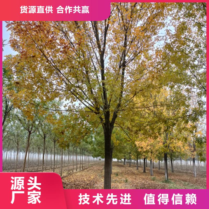 法桐小苗可随时发货