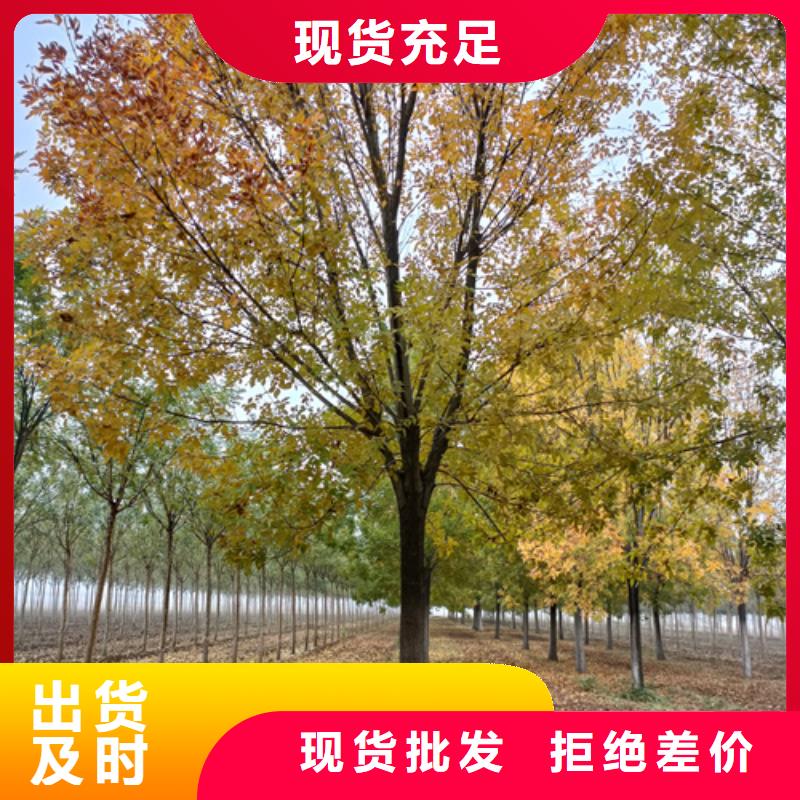 造型法桐种植基地绿化乔木