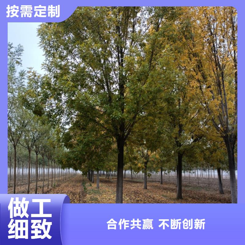 法桐经验丰富