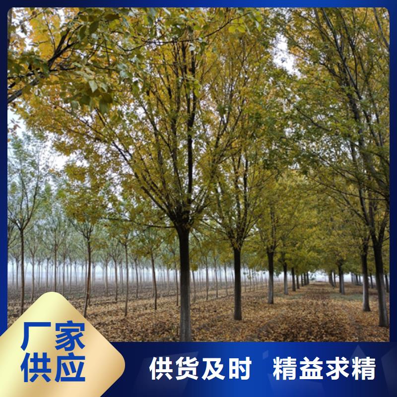 选购造型法桐-现货充足有保障