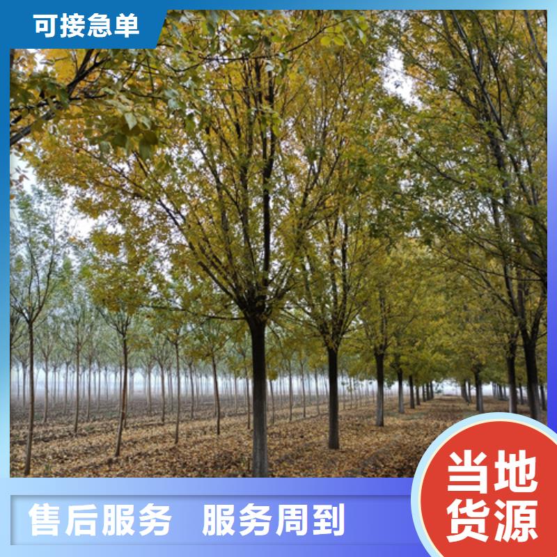 法桐价格来电咨询绿化苗木