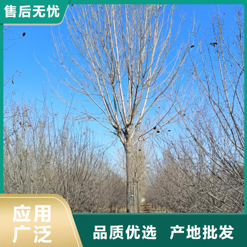 法桐|法桐厂家现货