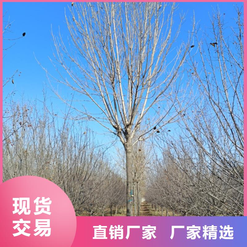 销售造型法桐_优质厂家