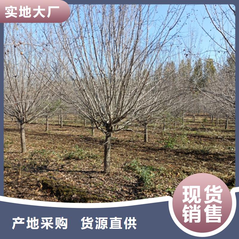 法桐价格实在的厂家