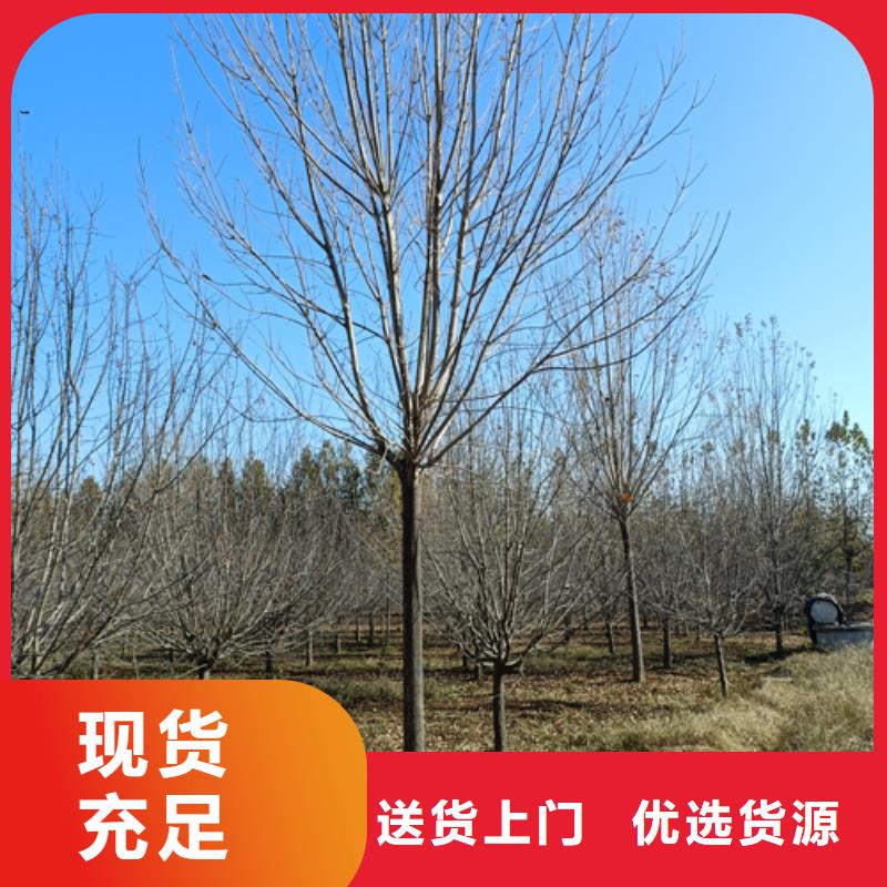 法桐北京栾N年专注