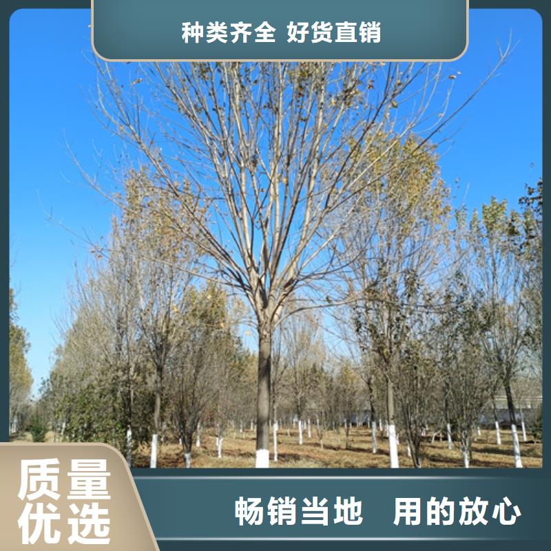 速生法桐择优苗木基地