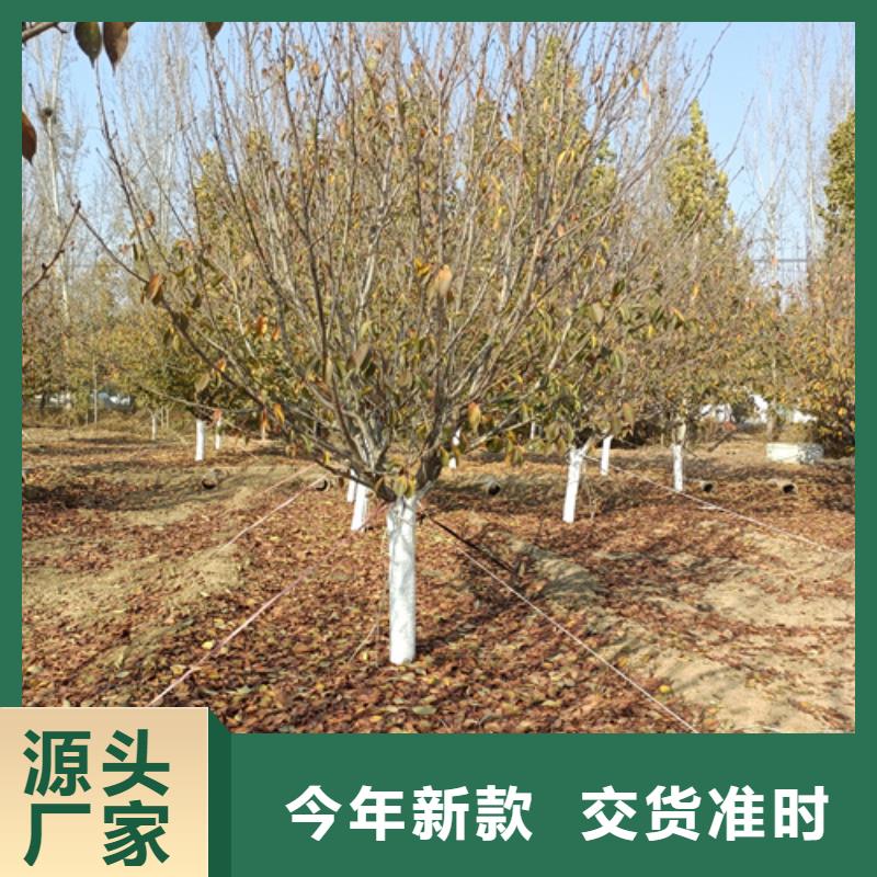 法桐小苗种植基地苗木基地