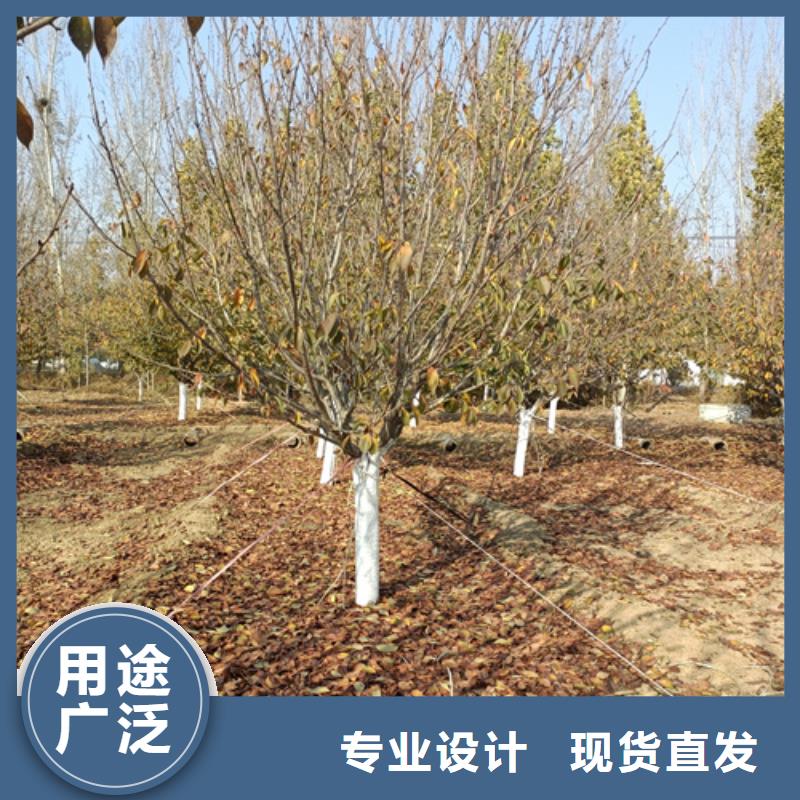 法桐-法桐供应商