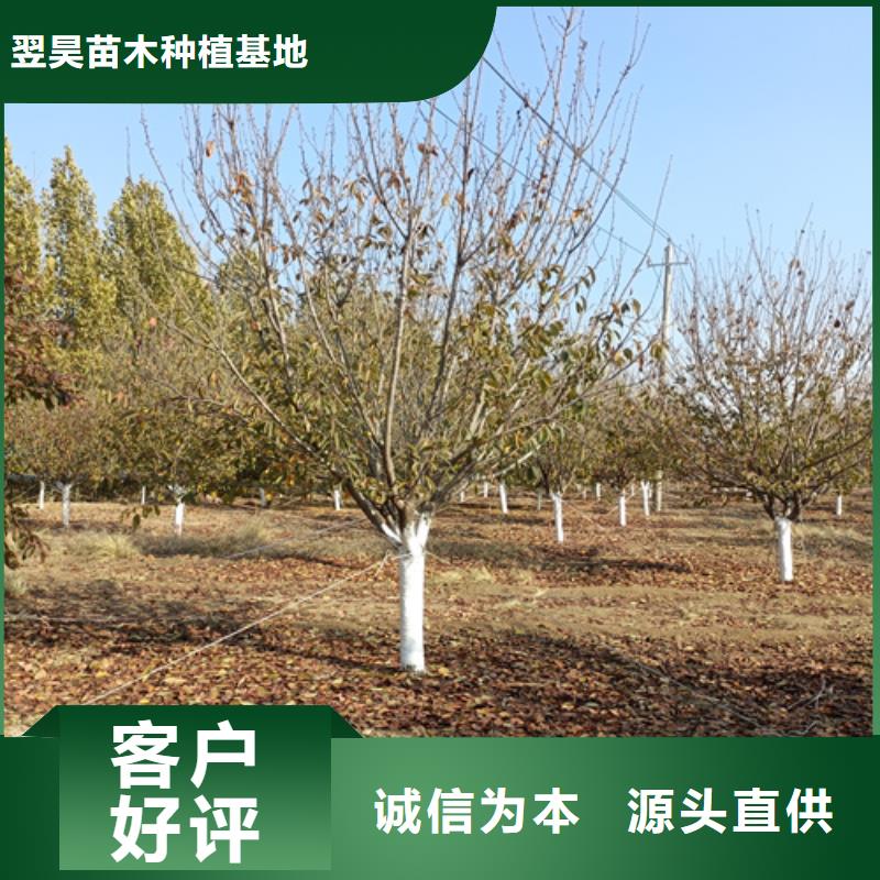 速生法桐参数图片