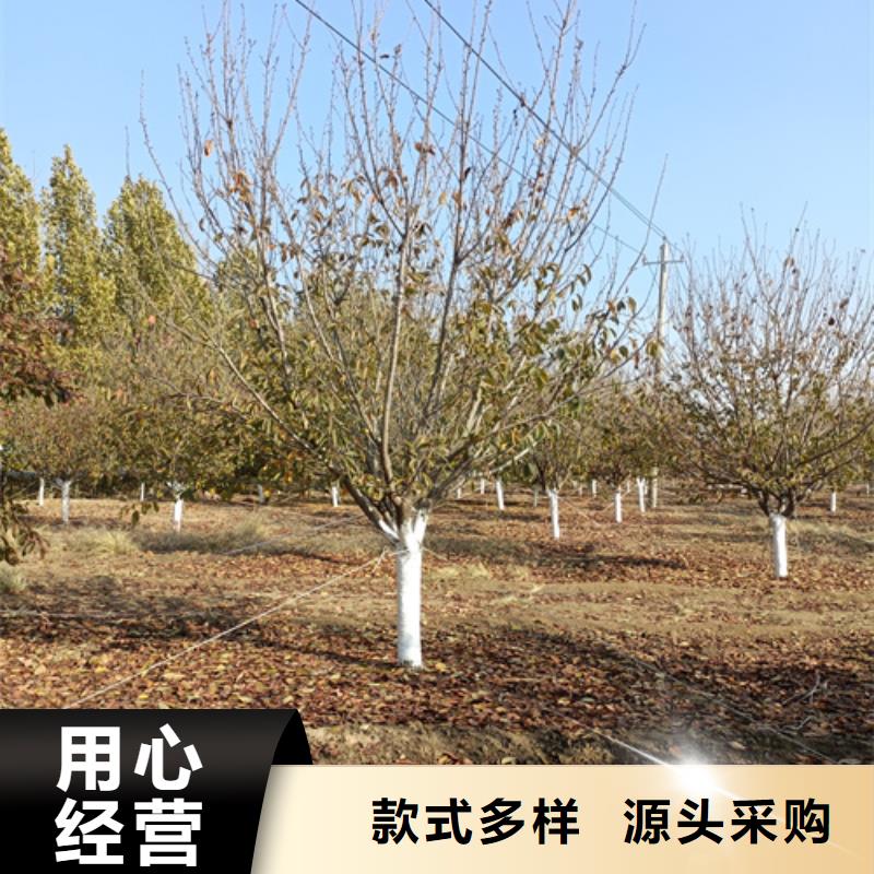 购买造型法桐满意后付款