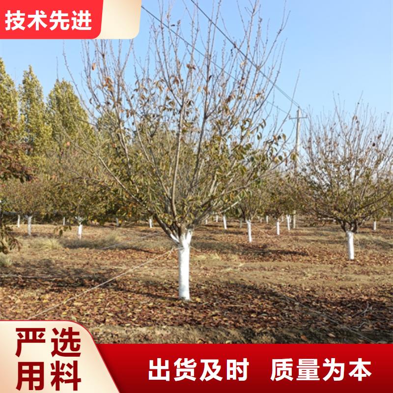 法桐-欢迎选购