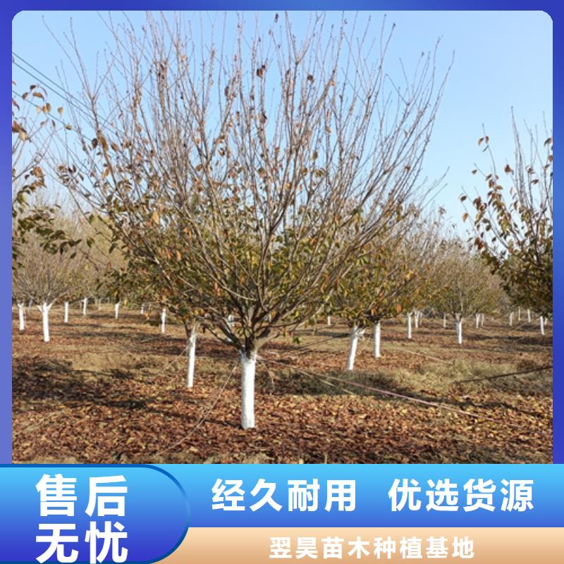 速生法桐-速生法桐量大从优
