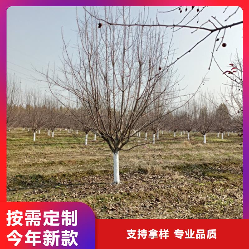 法桐_白蜡经销商