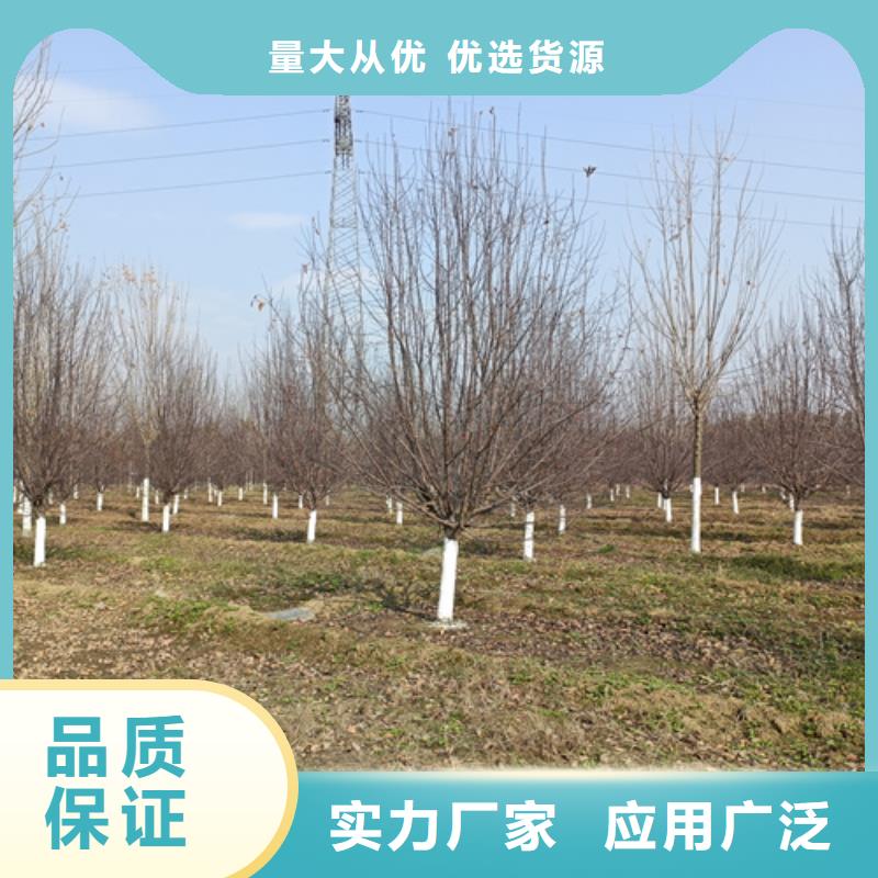 定做法桐小苗的经销商