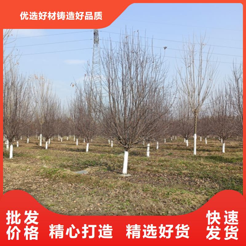 常年供应速生法桐-报量