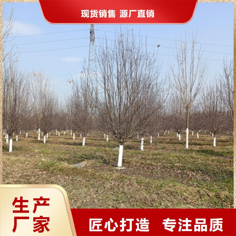 法桐常年批发